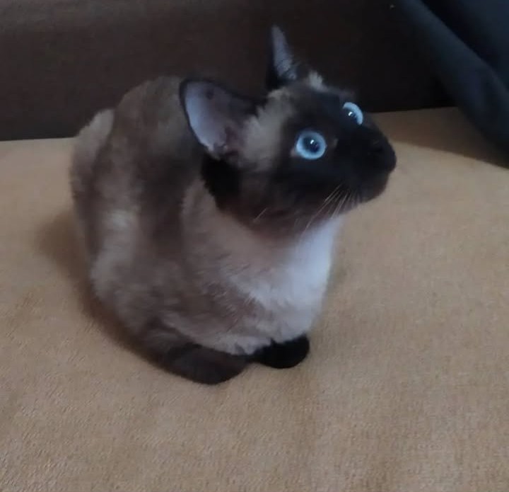 Kitty